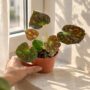 Begonia Barsalouxiae