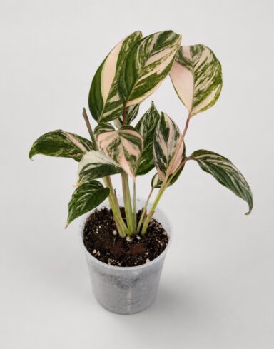Calathea Glaza