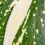 Dracaena surculosa Milky Way