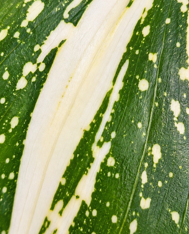 Dracaena surculosa Milky Way