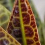 Labisia obtusifolia Kura Kura