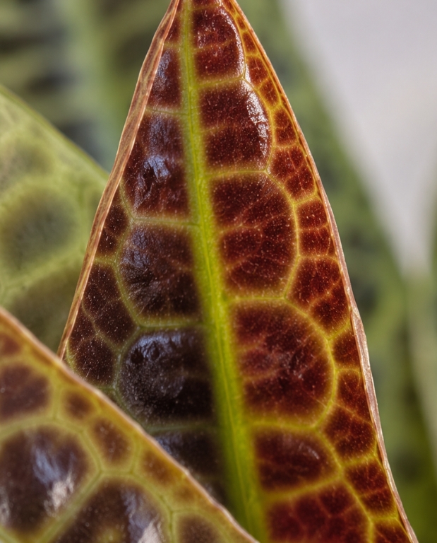 Labisia obtusifolia Kura Kura