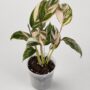 Calathea Glaza