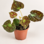 Begonia Barsalouxiae