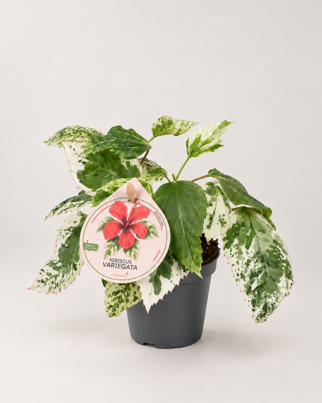 Hibiscus rosa-sinensis Variegata