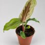 Kaempferia Aurantiflora Jungle Silver