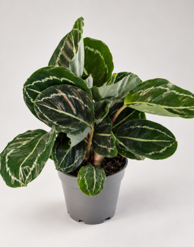 Calathea green lipstick alternative