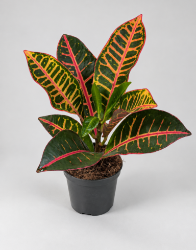codiaeum petra