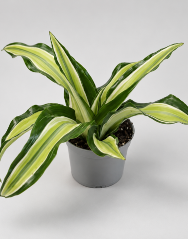 Dracaena Compacta Malaika
