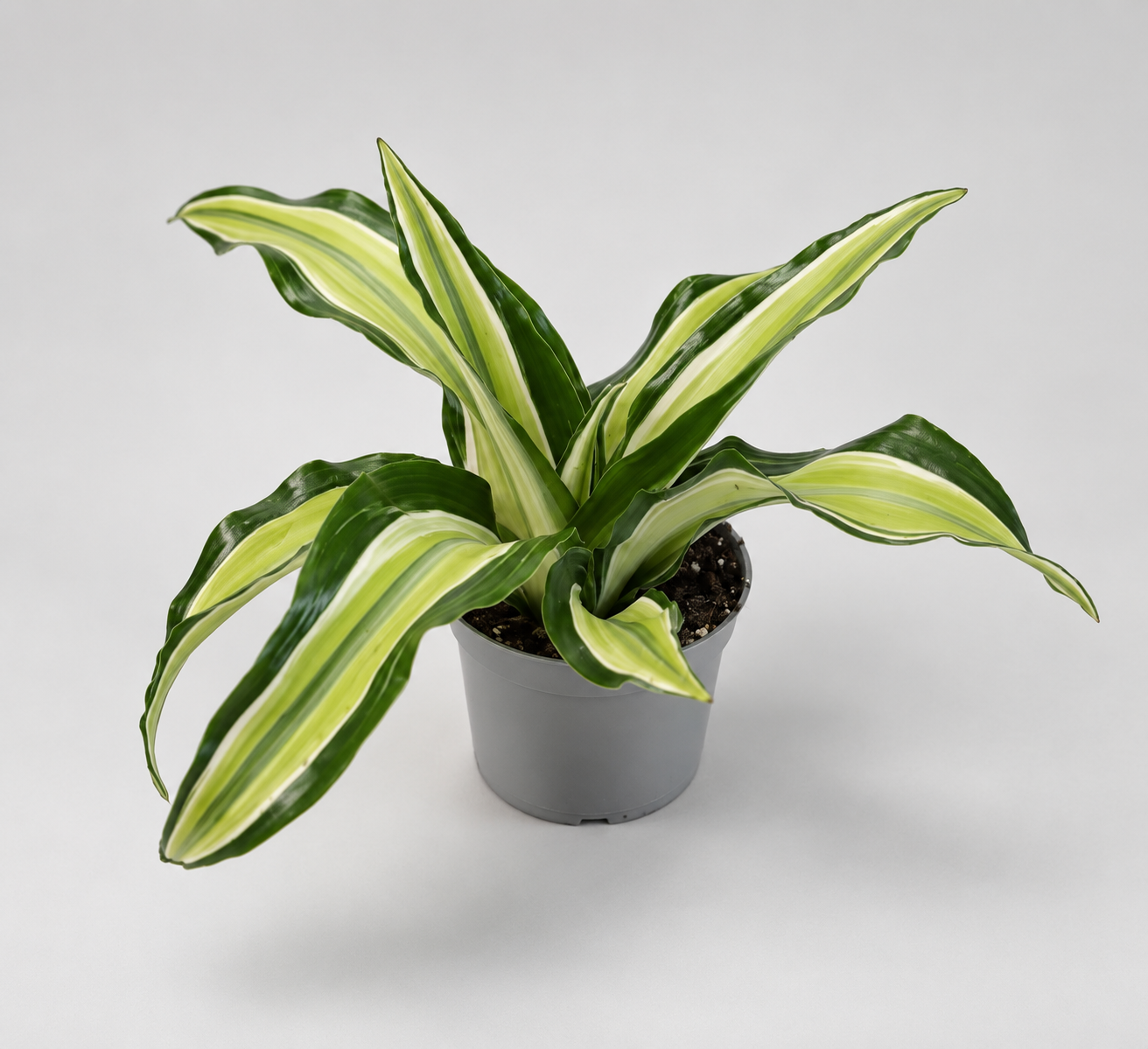 Dracaena Compacta Malaika, feuilles ondulées à bande centrale vert citron et crème