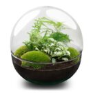 Kit DIY terrarium