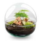 Terrarium