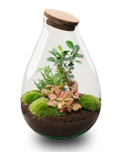 Kit DIY Terrarium – Drop XL Bonsai &lsquo;red&rsquo; – Ø24cm H37cm