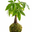 Kokedama